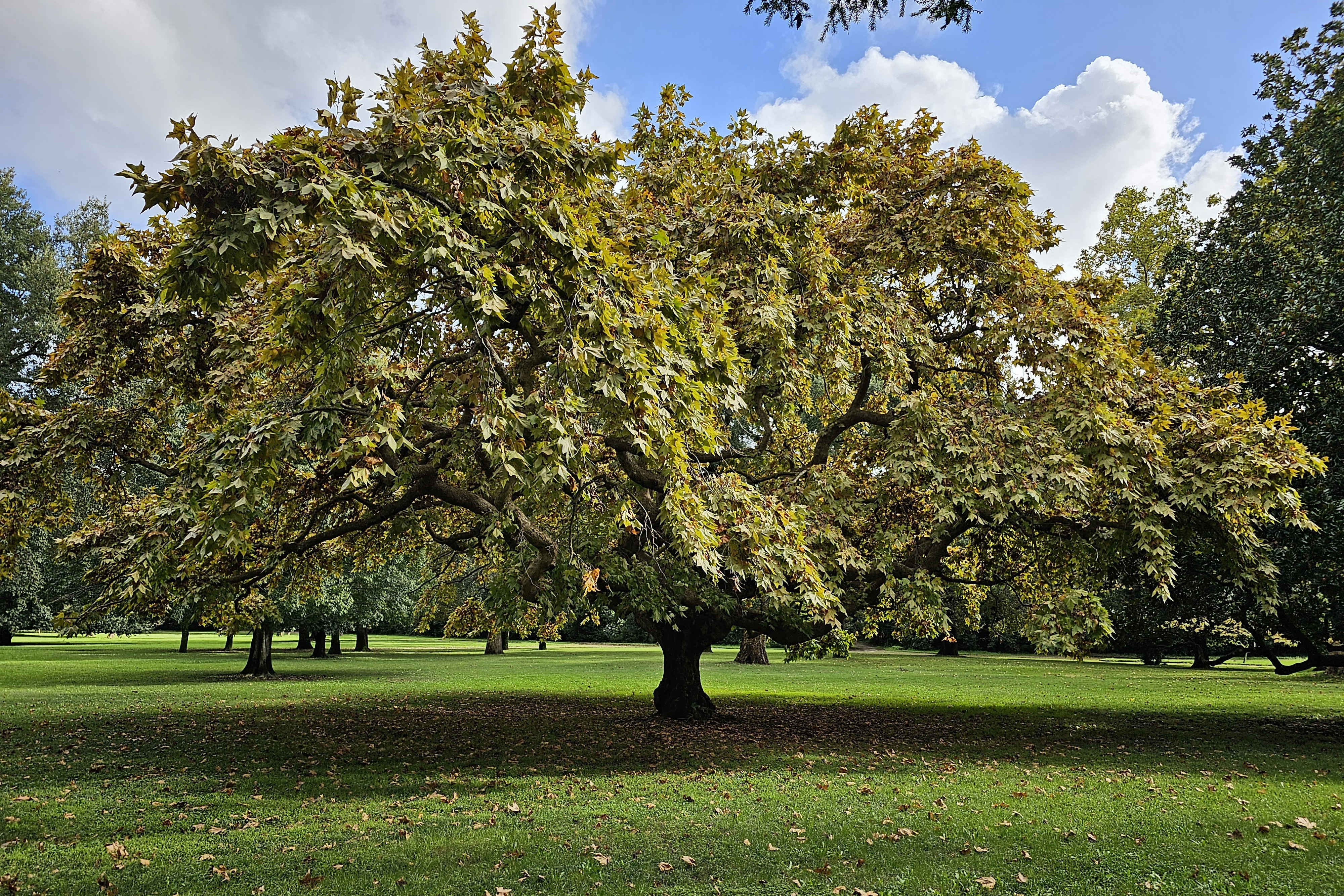 English Garden